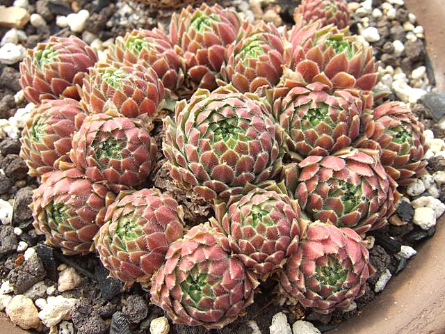Sempervivum 夕山桜 [クレールストア]
