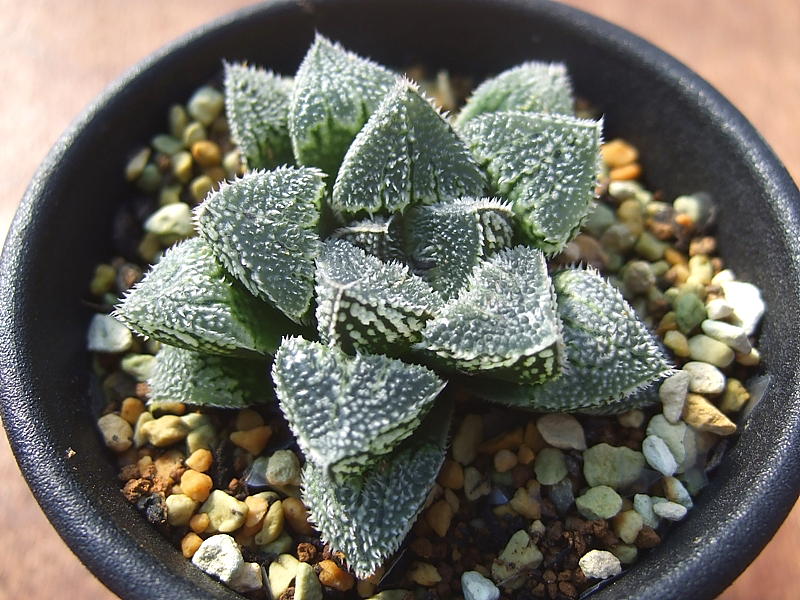 ハオルチア 新氷砂糖（多肉植物 観葉植物 ハオルチア 新氷砂糖錦