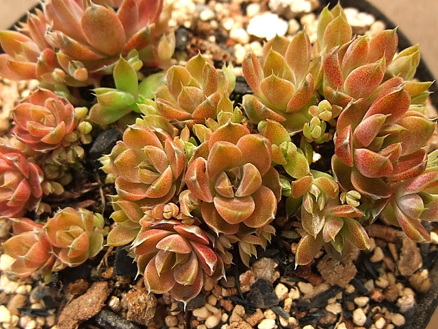 Orostachys japonicum sp 対馬爪蓮華（ツシマツメレンゲ）小群生