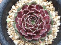 センペルビウム　ファイヤーバード 日本花キ流通 多肉植物 sfセンペルビウム ファイヤーバード 7.5