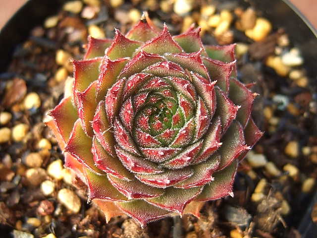 Sempervivum Proud Zelda プラウド・ゼルダ [クレールストア]