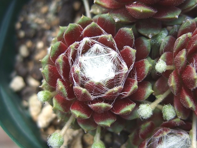 センペルビウム　zarubianum ザルビアヌム Sempervivum Zarubianum ザルビアナム (お勧め) - おしゃれ雑貨