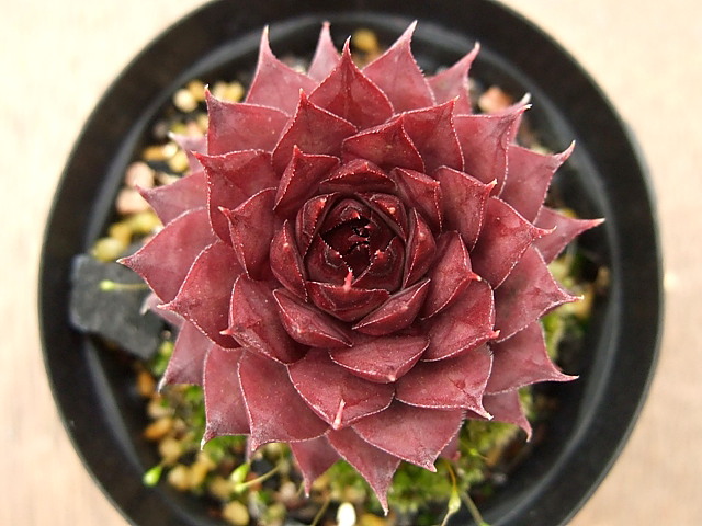 Sempervivum Tectorum Triste テクトラム トリステ [クレールストア]