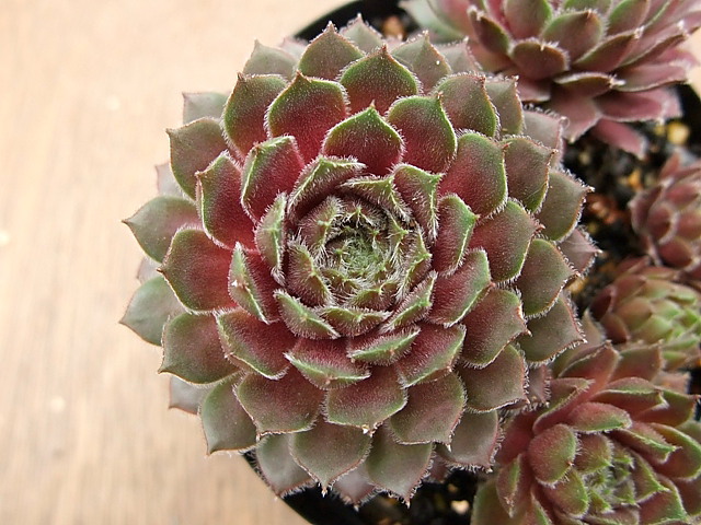 Sempervivum Crimson King クリムゾン・キング [クレールストア]