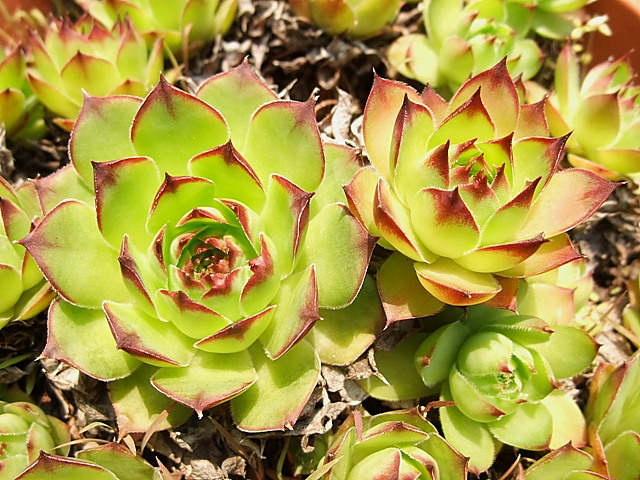 センペルビウム ★ジャイアント  ブラウン★根付き♪希少 センペルビウム ☆ジャイアント ブラウン☆根付き♪希少