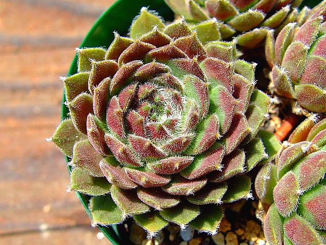 Sempervivum Winter Beauty ウィンター・ビューティー [クレールストア]