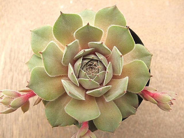 センペルビウム Pink Charm Sempervivum Pink Charm ピンク・チャーム Sサイズ [クレールストア]