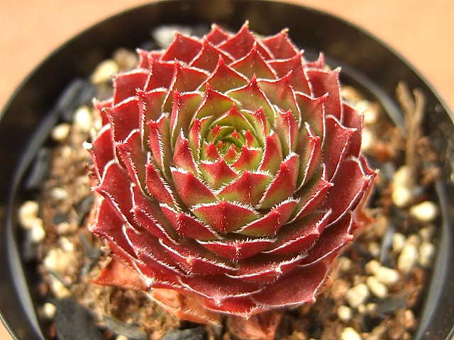 Sempervivum Commander Hay コマンダー・ヘイ [クレールストア]