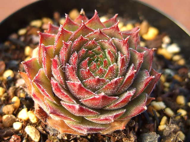Sempervivum Proud Zelda プラウド・ゼルダ [クレールストア]