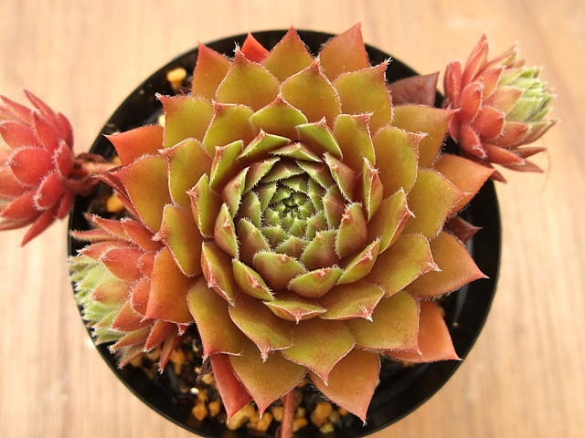 Sempervivum Heigham Red ハイグラム・レッド [クレールストア]