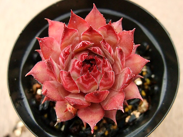 センペルビウム　テクトラムトリステ Sempervivum Tectorum Triste テクトラム トリステ [クレールストア]