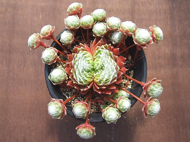 Sempervivum Baronesse バロネッセ - 多肉（センペルビブム