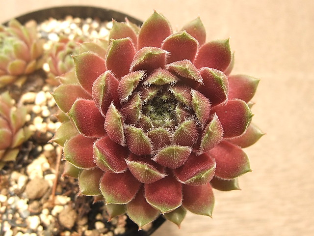Sempervivum Crimson King クリムゾン・キング [クレールストア]