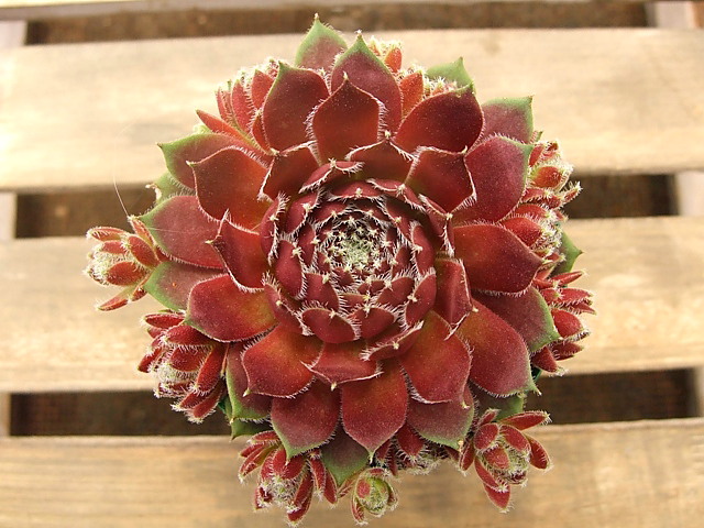 Sempervivum Lady Scott レディ・スコット [クレールストア]