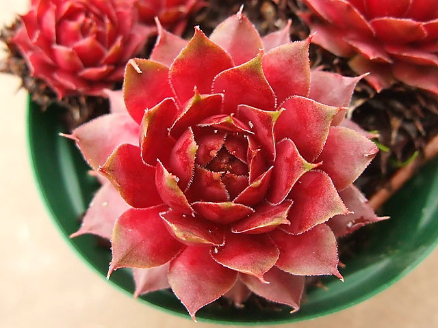 Sempervivum Fuego フェーゴ Sサイズ（限定品） - 多肉 