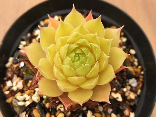 Sempervivum Tederheid テダーハイド [クレールストア]