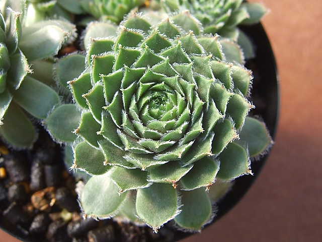 Sempervivum Crimson King クリムゾン・キング [クレールストア]