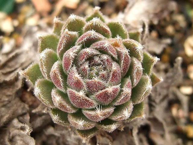Sempervivum Winter Beauty ウィンター・ビューティー [クレールストア]