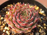 センペルビウム　プラウドゼルダ Sempervivum Proud Zelda プラウド・ゼルダ [クレールストア]