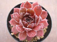 センペルビウム　ディレクタージェイコブズ　ディレクターヤコブ Sempervivum Director Jacobs ディレクター・ジャコブ - 多肉