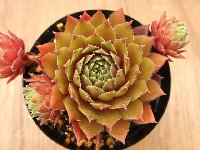 Sempervivum Heigham Red ハイグラム・レッド [クレールストア]
