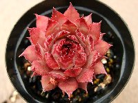 Sempervivum Tectorum Triste テクトラム トリステ [クレールストア]