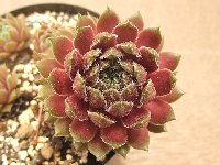 センペルビウム　クリムゾンキング Sempervivum Crimson King クリムゾン・キング [クレールストア]