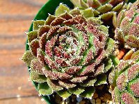 Sempervivum Winter Beauty ウィンター・ビューティー [クレールストア]