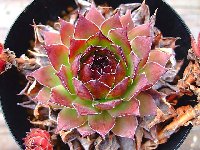 Sempervivum 紅薫花 コウクンカ [クレールストア]