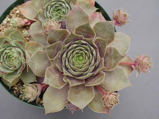 Sempervivum Rita Jane リタ・ジェーン [クレールストア]
