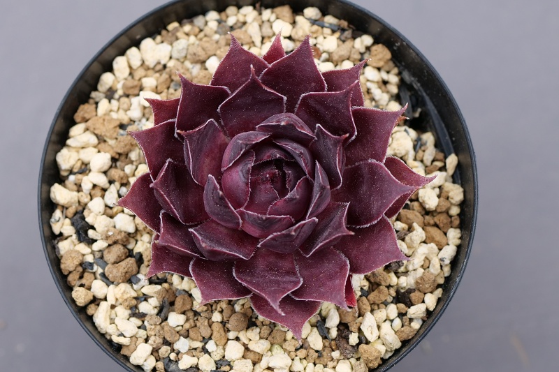 【超お買い得！】 Sempervivum Pacific Purple Shadows パシフィック・パープル その他多肉植物