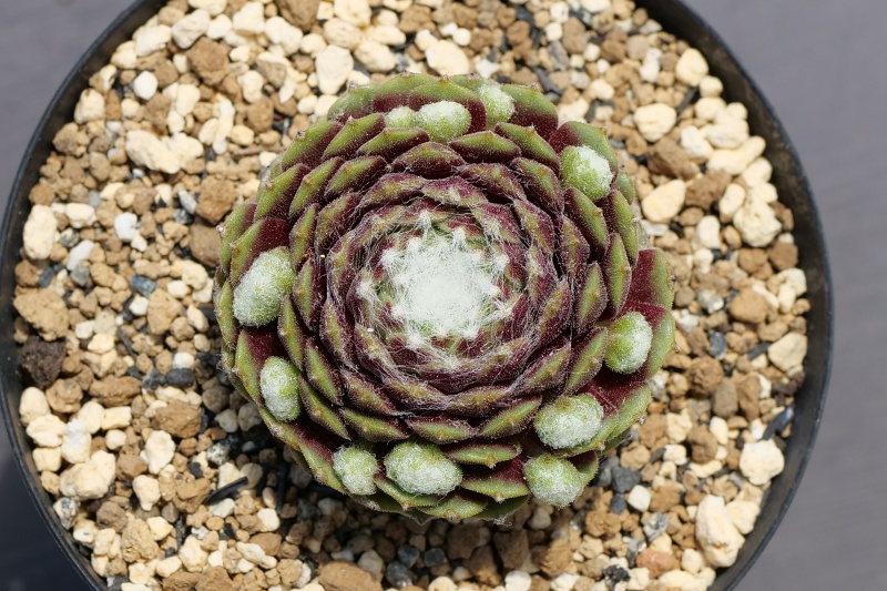Sempervivum Zarubianum ザルビアナム (お勧め) - おしゃれ雑貨